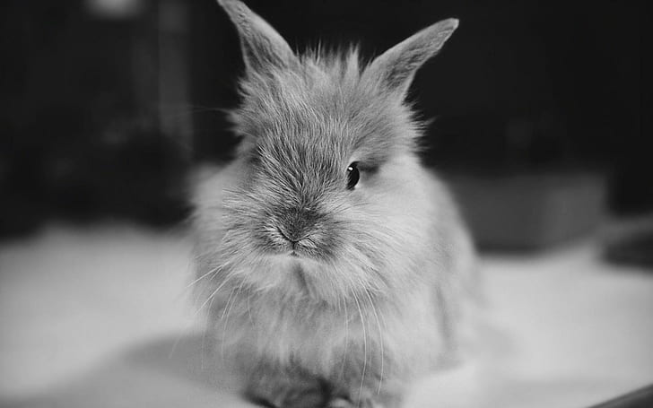 Cute bunny wallpaper preview